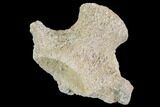 Mosasaur (Platecarpus) Dorsal Vertebra - Kansas #91058-2